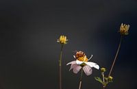 Blumen und Biene