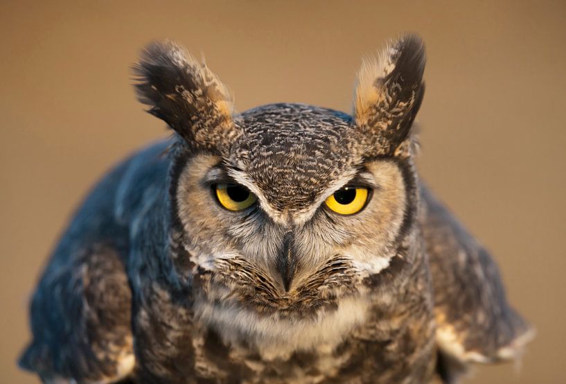 LP 70484114 Portrait of Great Horned Owl by BeeldigBeeld Food & Lifestyle