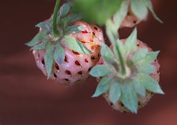 Weisse Erdbeeren van Roswitha Lorz