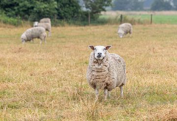 Landelijke Rust: Schapen in het Weiland van Wouter Triki Photography