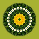 Blüten-Mandala, Gänseblümchen, Klee u. Löwenzahn van   thumbnail