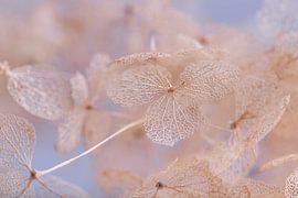 L'hortensia sur Marjolijn van den Berg