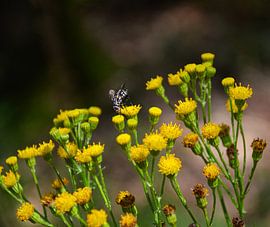 Yellow flowers in the forest by JessevH Foto's