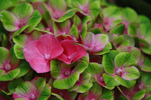 Hortensia 'Magical Amethyst'