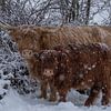Schottischer Hochländer mit Kalb... von Ans Bastiaanssen