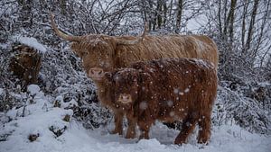 Schottischer Hochländer mit Kalb...