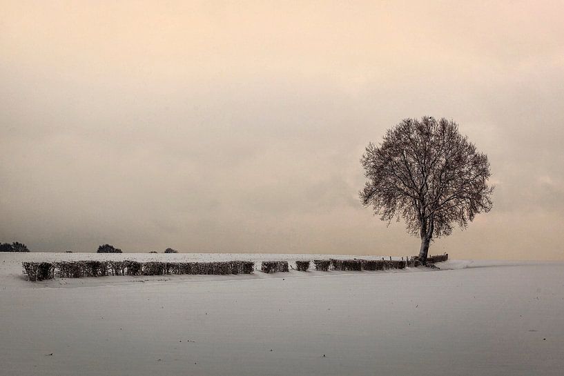 Lonely Tree van Rob Boon