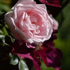 Roze Roos van Jeffry Clemens
