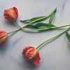 Trio de tulipes sur marbre sur SomethingEllis