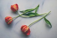 Trio von Tulpen auf Marmor