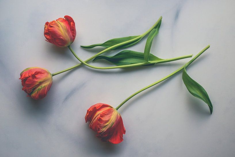 Trio von Tulpen auf Marmor von SomethingEllis