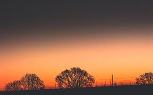 Drie struiken bij zonsondergang van Thomas Procek