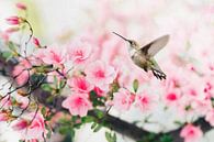 Flying Hummingbird Feeding On Pink Spring Blossom Flowers by Diana van Tankeren thumbnail