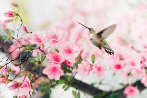 Fliegender Kolibrivogel mit rosa Frühlingsblüte