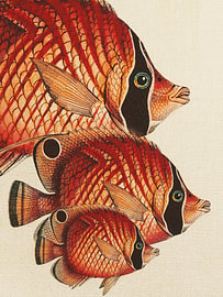 Klassische Fischmotive 2 von Fernando Vieira