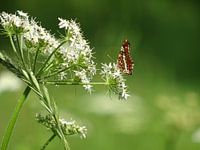 Landkaartje op een schermbloem