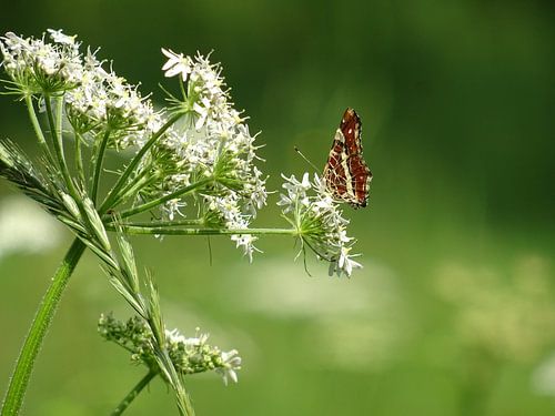Landkaartje op een schermbloem