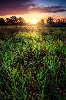 Sonnenaufgang auf der Veluwe