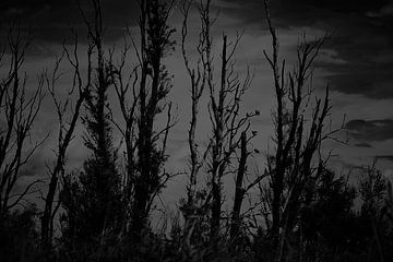 Spookachtige kale bomen in landschap van Karel Ham