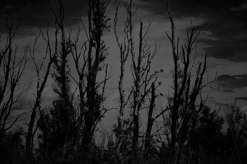 Spookachtige kale bomen in landschap van Karel Ham