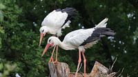 Stork couple