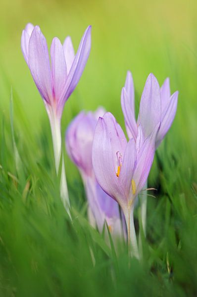 typische Herbstblumen... Herbstzeitlose * Colchicum autumnale *, von wunderbare Erde