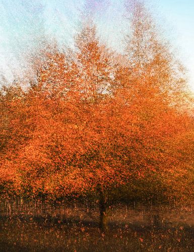 Kwintelooijen part 8