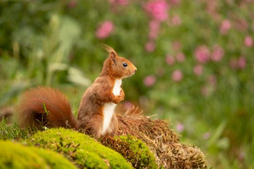 Ecureuil, écureuil roux. Sciurus vulgaris