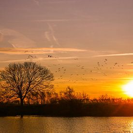 Sonnenaufgangs-Biesbosch bei Lage Zwaluwe von Diana van Geel