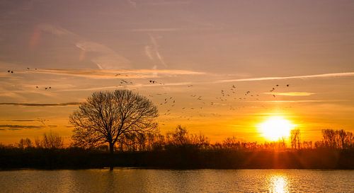 Sonnenaufgangs-Biesbosch bei Lage Zwaluwe von Diana van Geel