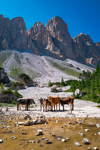 Kühe auf dem Adolf-Munkel-Trail – Authentische Berglandschaft in den Dolomiten