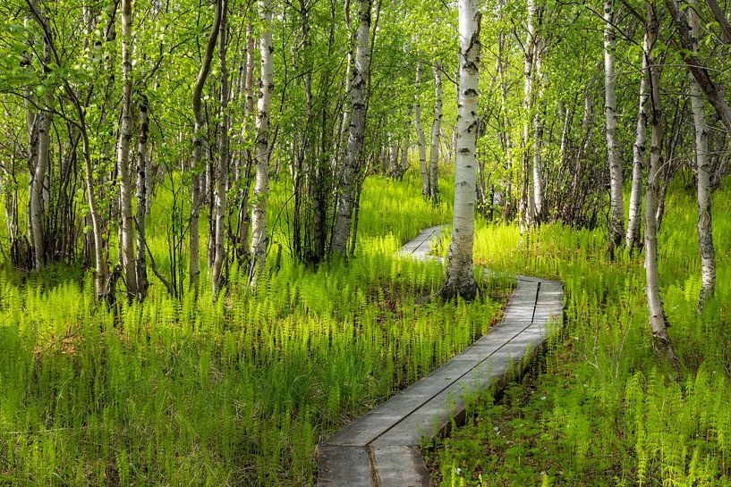 Path through the birch forest by Daniela Beyer