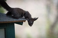 Een eekhoorn zit bij een voederplaats in Jena, Duitsland