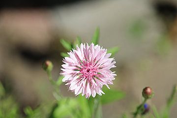 Rose sur Jan Veenstra