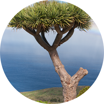 Canarische Eiland Draakboom van Angelika Stern