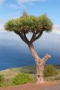Canarische Eiland Draakboom van Angelika Stern thumbnail