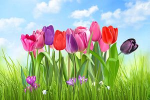 Tulpen