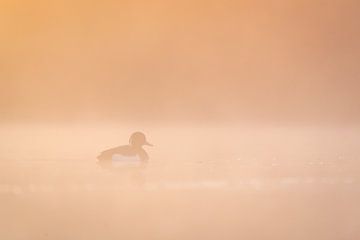 Tufted duck at sunrise by Ronald Buitendijk Fotografie