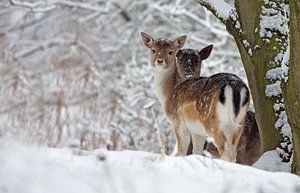 Fallow deer  sur Menno Schaefer