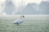 Schwan an einem frühen Wintermorgen