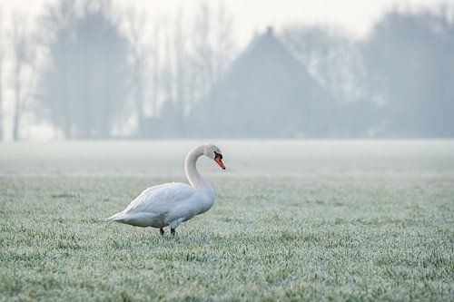 Zwaan op een vroege winterochtend