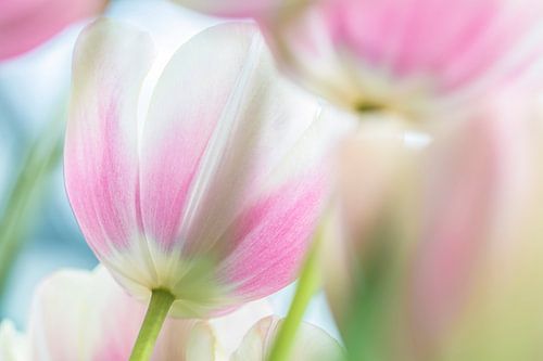 Tulpen