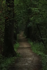 Mystischer Waldweg von Mootjes