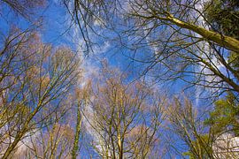 Schau nach oben von NatureFrameByExter