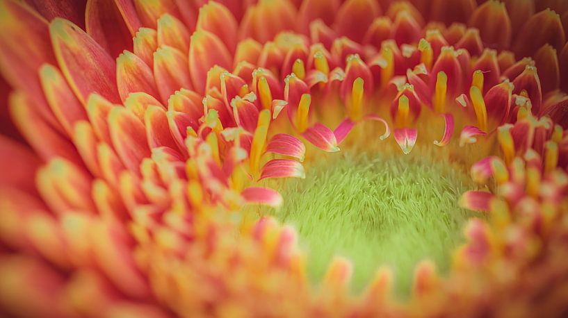 Oog van de Gerbera van laura van de Mast