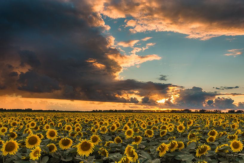 sunsetflowers van Jaco Verheul