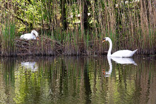 Twee zwanen, tijdens de broed, nederig