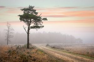 Naaldboom in winters mistig landschap van Peter Bolman