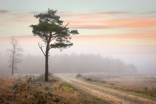 Naaldboom in winters mistig landschap