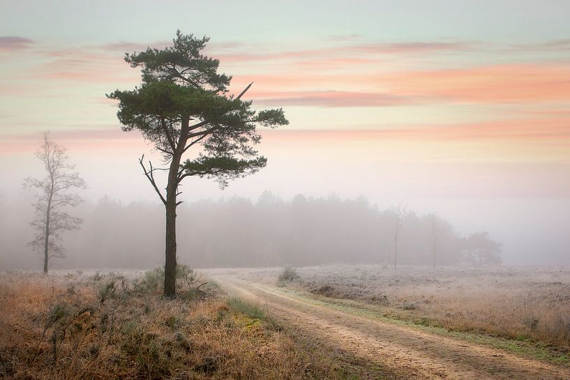 Nadelbaum in winterlich nebliger Landschaft von Peter Bolman